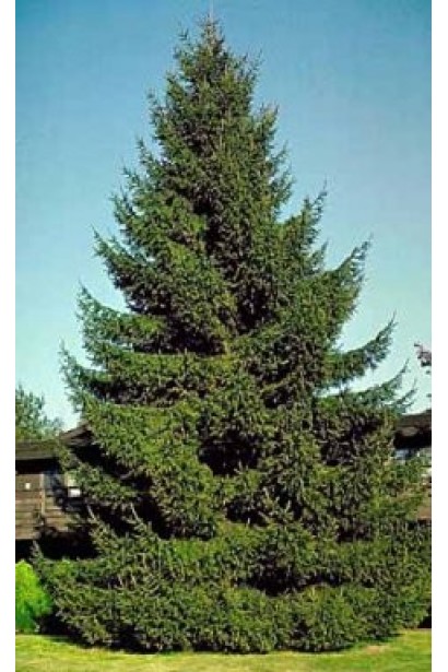 Ялина звичайна / європейська Ексцелса